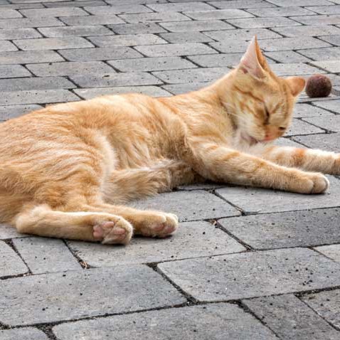 Kater Bernd / © 2015 Arche KaNaum (NH)