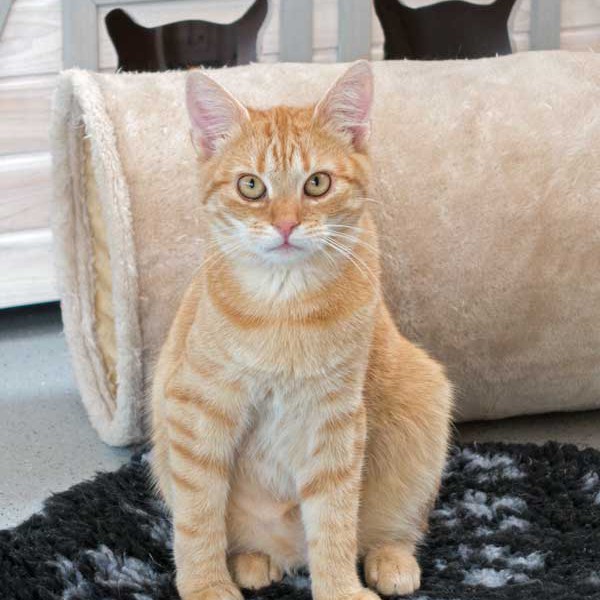 Kater Bernd / © 2015 Arche KaNaum (NH)