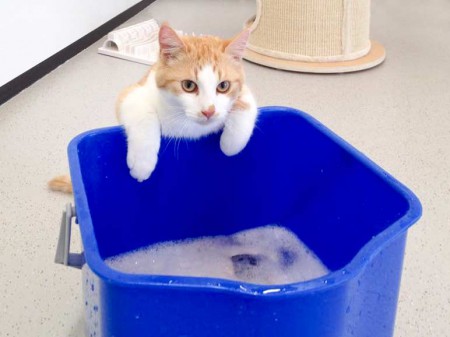 Kater Füchschen / © 2015 Arche KaNaum (DN)