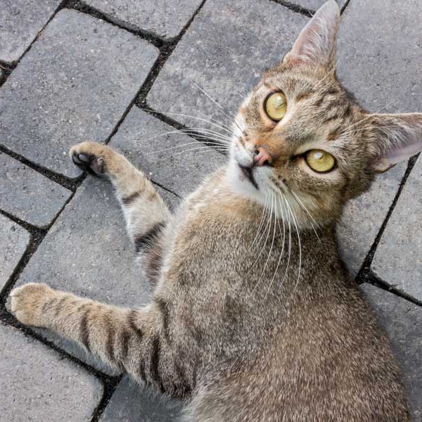 Kater Lenny / © 2015 Arche KaNaum (NH) Kater Lenny / © 2015 Arche KaNaum (NH)