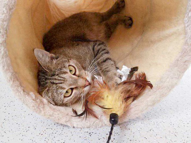 Kater Lenny / © 2015 Arche KaNaum (DN)