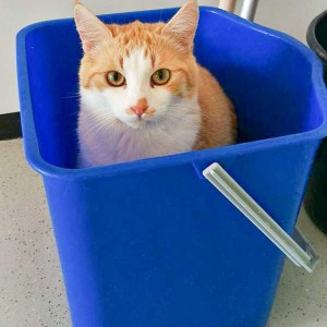 Kater Füchschen / © 2015 Arche KaNaum (DN) Kater Füchschen / © 2015 Arche KaNaum (DN)