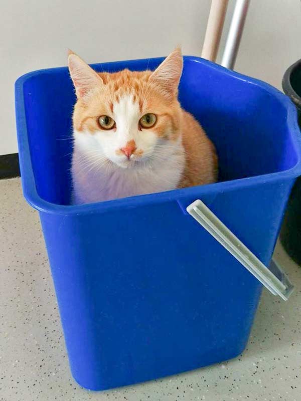 Kater Füchschen / © 2015 Arche KaNaum (DN)