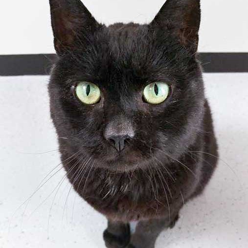 Kater Opi / © 2015 Arche KaNaum (DN)