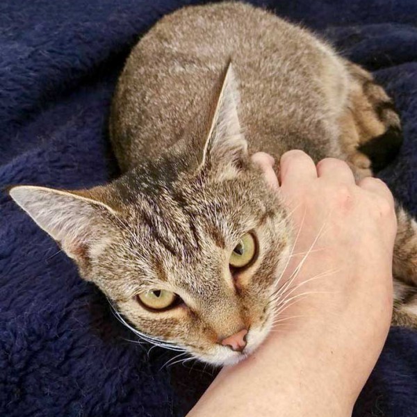 Kater Lenny / © 2015 Arche KaNaum (DN) Kater Lenny / © 2015 Arche KaNaum (DN)