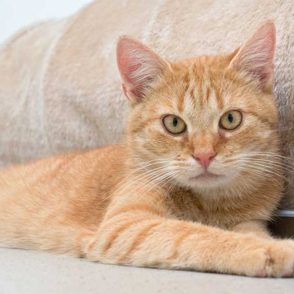 Kater Bernd / © 2015 Arche KaNaum (NH)