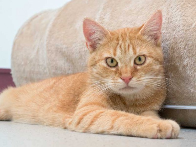 Kater Bernd / © 2015 Arche KaNaum (NH)