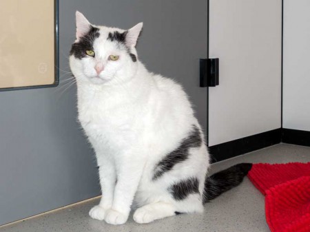 Kater Karl-Otto / © 2015 Arche KaNaum (NH)