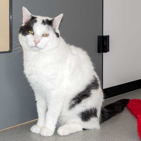 Kater Karl-Otto / © 2015 Arche KaNaum (NH) Kater Karl-Otto / © 2015 Arche KaNaum (NH)