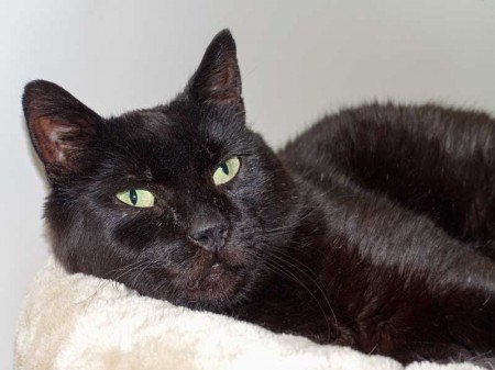 Kater Opi / © 2015 Arche KaNaum (NH)
