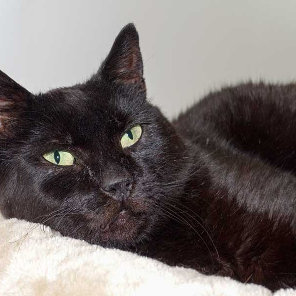 Kater Opi / © 2015 Arche KaNaum (NH)