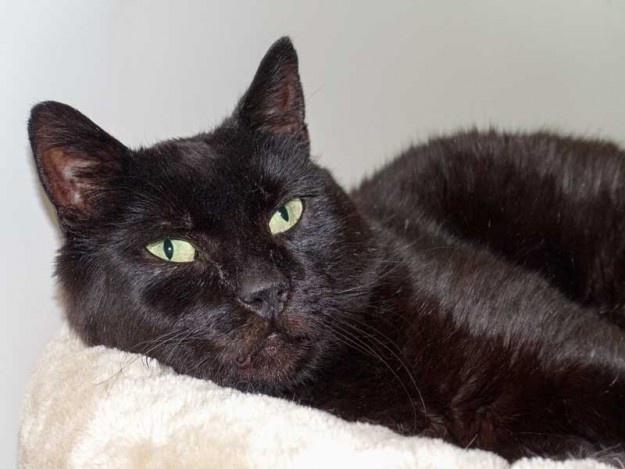 Kater Opi / © 2015 Arche KaNaum (NH)