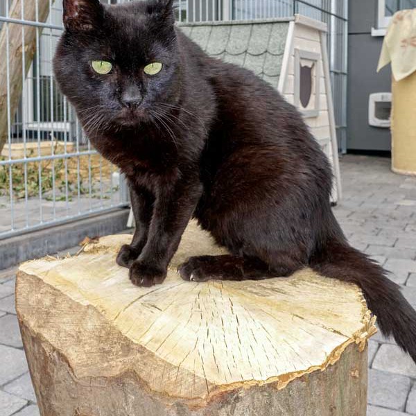 Kater Opi / © 2015 Arche KaNaum (NH)