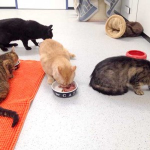 Kater Opi (h.) mit Benice, Janbo und Mika (v.l.)  / © 2015 Arche KaNaum (DN) Kater Opi (h.) mit Benice, Janbo und Mika (v.l.) / © 2015 Arche KaNaum (DN)