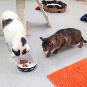 Kater Karl-Otto (l.) und Kätzin Benice  / © 2015 Arche KaNaum (DN) Kater Karl-Otto (l.) und Kätzin Benice / © 2015 Arche KaNaum (DN)