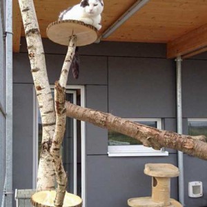 Kater Karl-Otto  / © 2015 Arche KaNaum (DN) Kater Karl-Otto / © 2015 Arche KaNaum (DN)