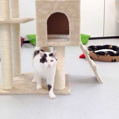 Kater Karl-Otto / © 2015 Arche KaNaum (DN) Kater Karl-Otto / © 2015 Arche KaNaum (DN)