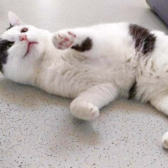 Kater Karl-Otto / © 2016 Arche KaNaum (DN) Kater Karl-Otto / © 2016 Arche KaNaum (DN)