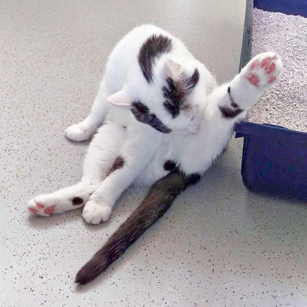 Kater Karl-Otto / © 2016 Arche KaNaum (DN) Kater Karl-Otto / © 2016 Arche KaNaum (DN)