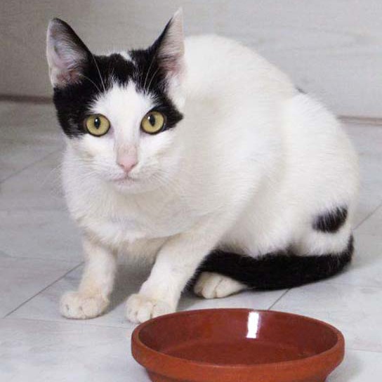 Kätzin Skinny nach 4 Wochen bei uns / © 2014 Arche KaNaum (DN)