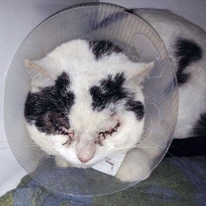 Kater Karl-Otto kurz nach seiner Augen-OP Kater Karl-Otto kurz nach seiner Augen-OP / © 2014 Arche KaNaum (DN)