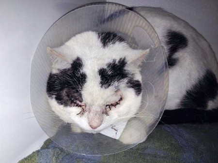 Kater Karl-Otto kurz nach seiner Augen-OP / © 2014 Arche KaNaum (DN)