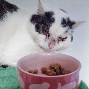 Kater Karl-Otto Kater Karl-Otto / © 2014 Arche KaNaum (DN)