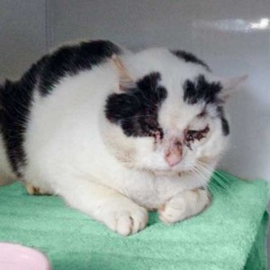 Kater Karl-Otto Kater Karl-Otto / © 2014 Arche KaNaum (DN)