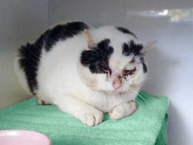 Kater Karl-Otto / © 2014 Arche KaNaum (DN)