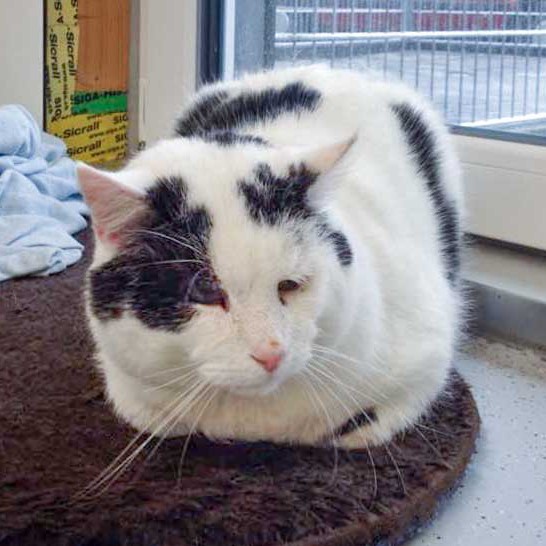 Kater Karl-Otto / © 2015 Arche KaNaum (DN) Kater Karl-Otto / © 2015 Arche KaNaum (DN)