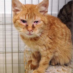 Kater Bernd Kater Bernd / © 2015 Arche KaNaum (DN)