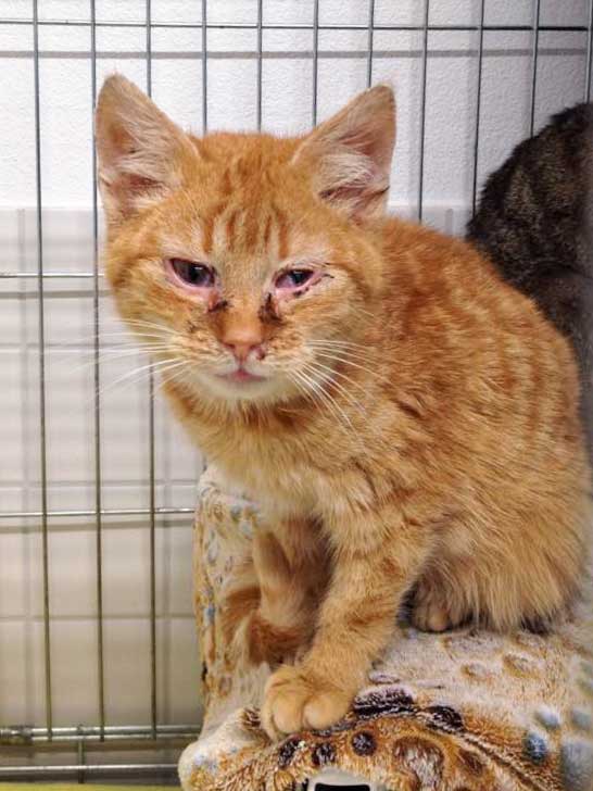 Kater Bernd / © 2015 Arche KaNaum (DN)