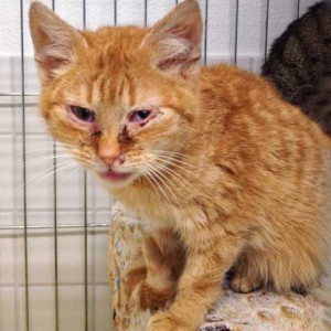 Kater Bernd Kater Bernd / © 2015 Arche KaNaum (DN)