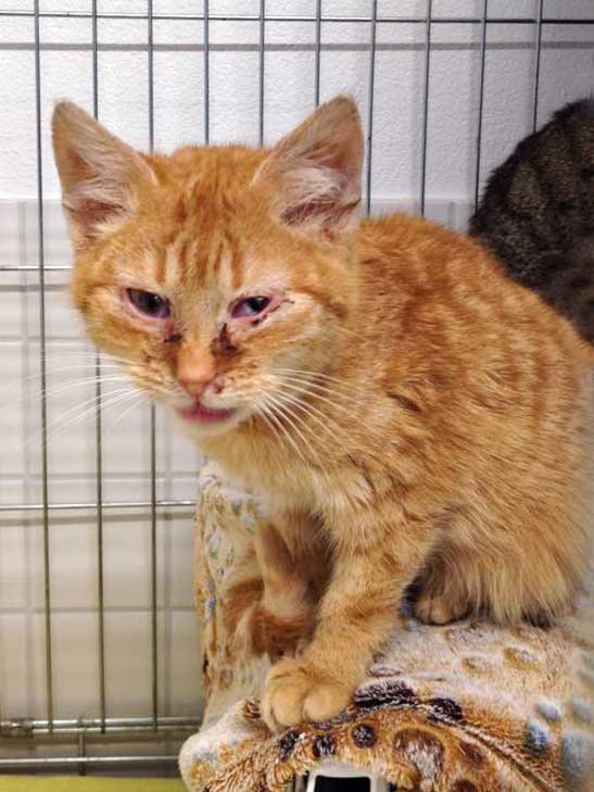 Kater Bernd / © 2015 Arche KaNaum (DN)