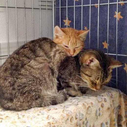 Kater Lenny (v.) und Bernd Kater Lenny (v.) und Bernd / © 2015 Arche KaNaum (DN)