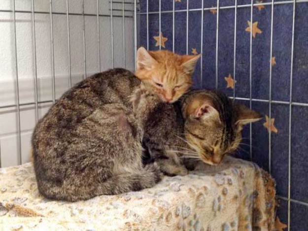 Kater Lenny (v.) und Bernd / © 2015 Arche KaNaum (DN)