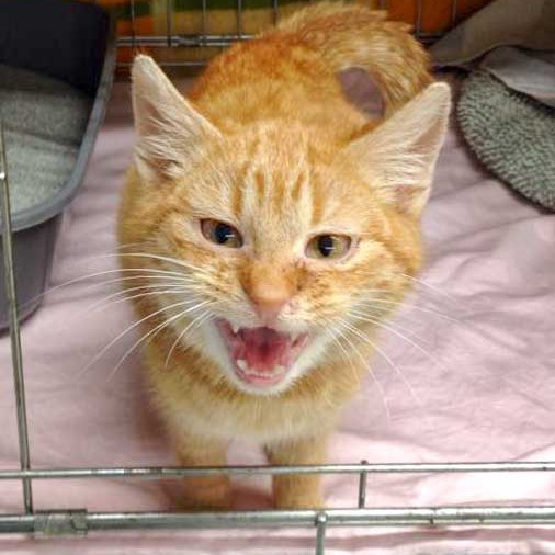 Kater Bernd Kater Bernd / © 2015 Arche KaNaum (DN)