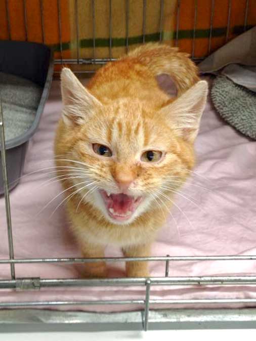 Kater Bernd / © 2015 Arche KaNaum (DN)