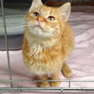 Kater Bernd Kater Bernd / © 2015 Arche KaNaum (DN)