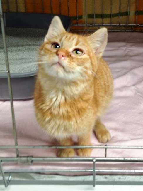 Kater Bernd / © 2015 Arche KaNaum (DN)