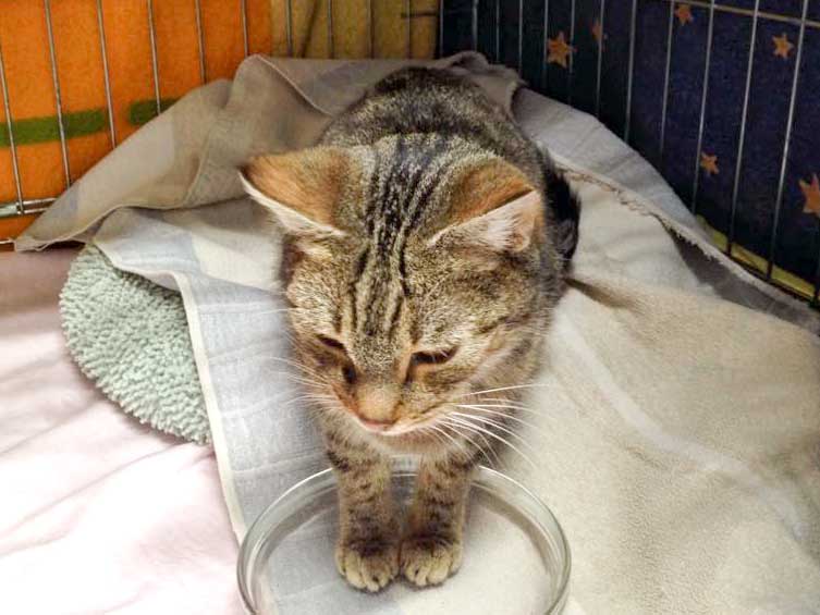 Kater Lenny / © 2015 Arche KaNaum (DN)