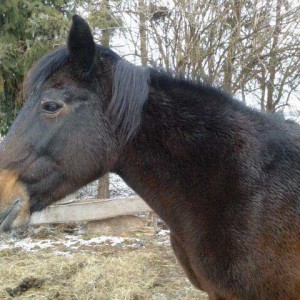 Stute Belana / © 2015 Privat