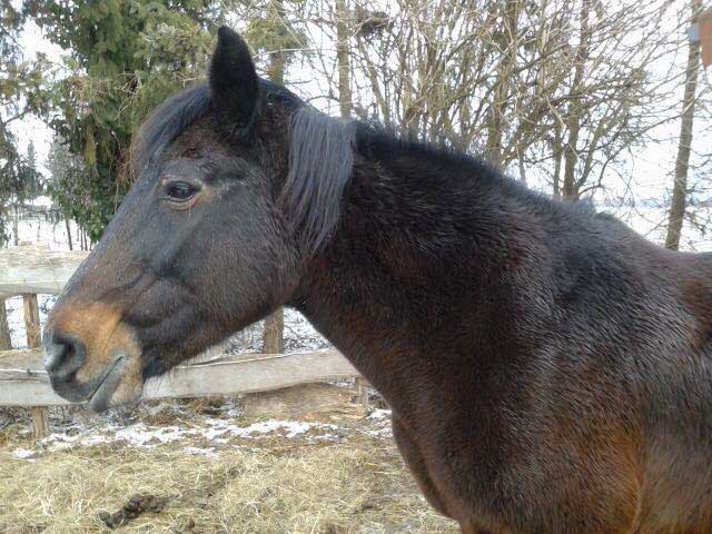 Stute Belana / © 2015 Privat