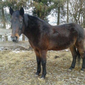 Stute Belana / © 2015 Privat