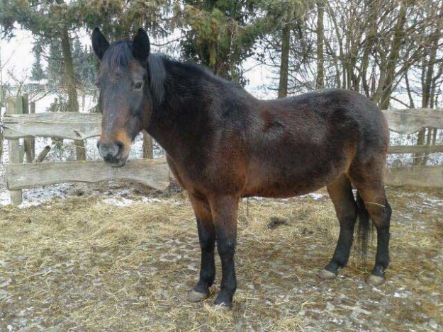 Stute Belana / © 2015 Privat