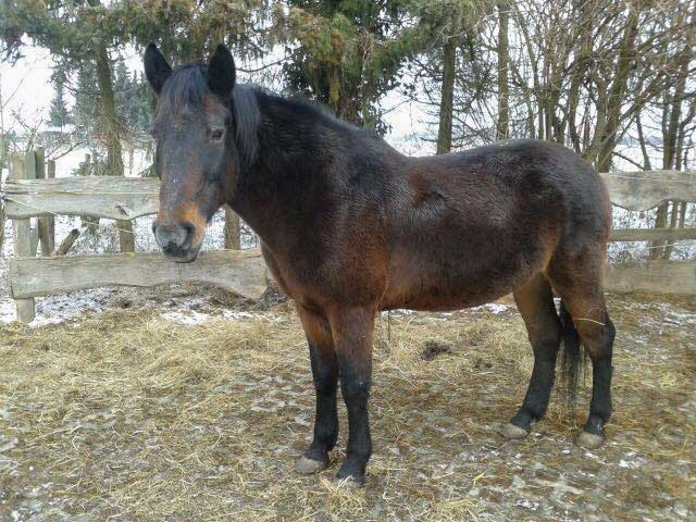 Stute Belana / © 2015 Privat