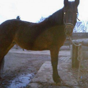 Stute Belana / © 2015 Privat