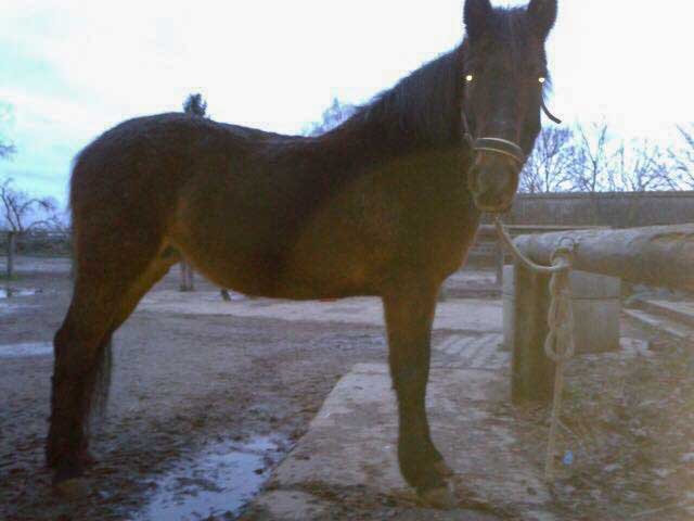 Stute Belana / © 2015 Privat