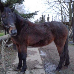 Stute Belana / © 2015 Privat