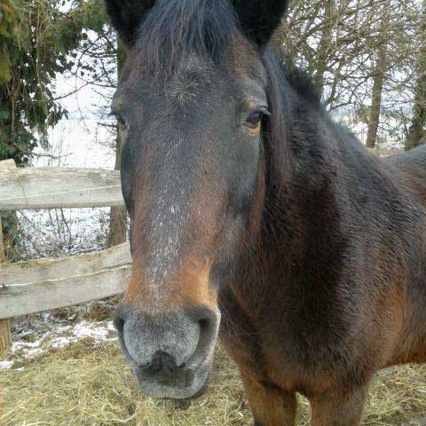 Stute Belana / © 2015 Privat